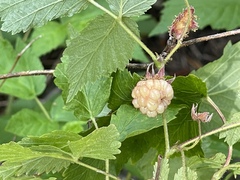 Rubus deliciosus
