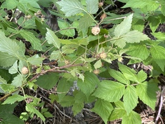 Rubus deliciosus