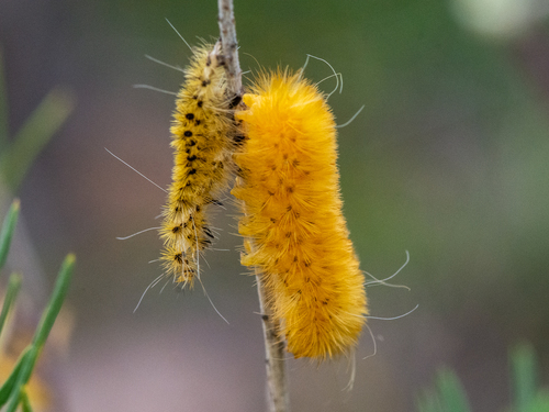 Lerina incarnata