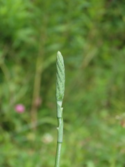Spiranthes lacera