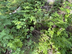 Rubus deliciosus