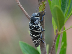 Lampetis dilaticollis