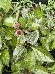 Acmella oleracea