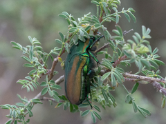 Cotinis mutabilis schaumi