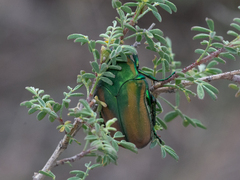 Cotinis mutabilis schaumi