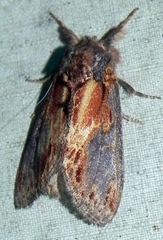 Notodonta scitipennis