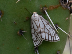 Neuromelia selectata