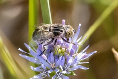 Eristalinus sepulchralis