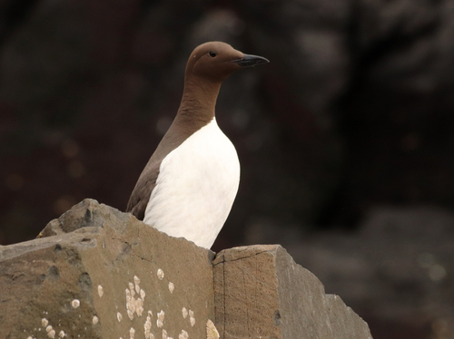 Atlantic Common Murre