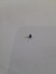 Argyrodes antipodianus