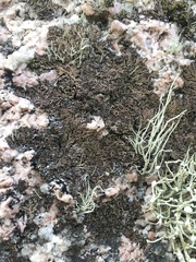 Anaptychia runcinata