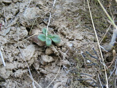 Tylecodon albiflorus