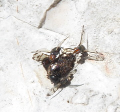 Otitini