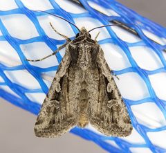 Euxoa silens