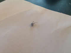 Argyrodes antipodianus