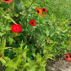 Dryas iulia moderata