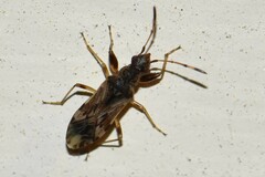 Neopamera albocincta