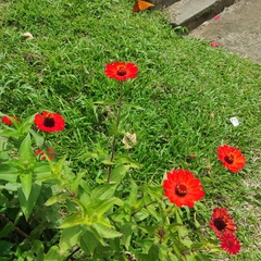 Dryas iulia moderata
