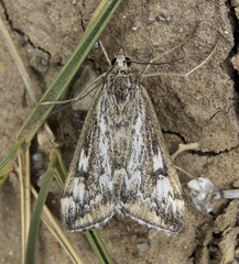 Loxostege indentalis