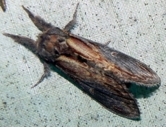 Notodonta scitipennis