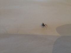 Argyrodes antipodianus