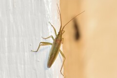 Stenodema trispinosum