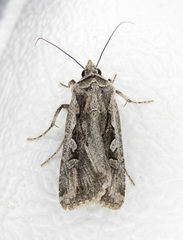 Euxoa silens