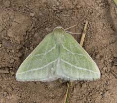 Synchlora bistriaria