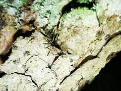 Lacinius ephippiatus