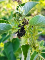 Apiomerus longispinis