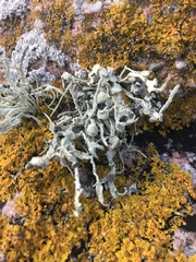 Ramalina siliquosa
