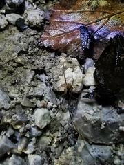 Lacinius ephippiatus