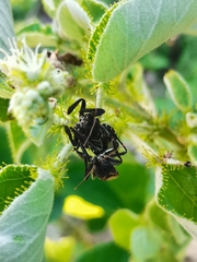 Apiomerus longispinis