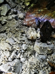 Lacinius ephippiatus