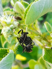 Apiomerus longispinis