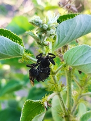 Apiomerus longispinis