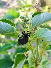 Apiomerus longispinis