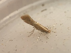 Cremastobombycia solidaginis