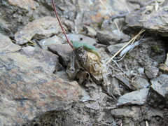 Tylecodon albiflorus