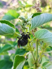 Apiomerus longispinis