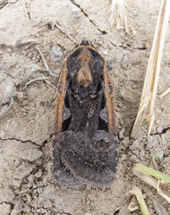 Parabagrotis exsertistigma