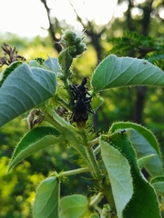 Apiomerus longispinis