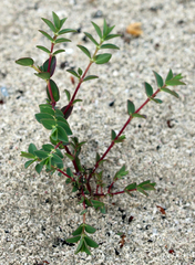 Euphorbia mesembryanthemifolia
