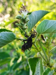 Apiomerus longispinis