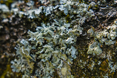 Parmelia submontana