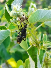 Apiomerus longispinis