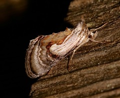 Chrysanympha formosa