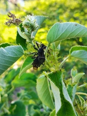 Apiomerus longispinis