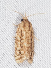 Choristoneura houstonana