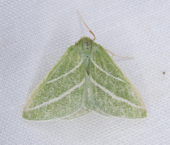 Synchlora bistriaria